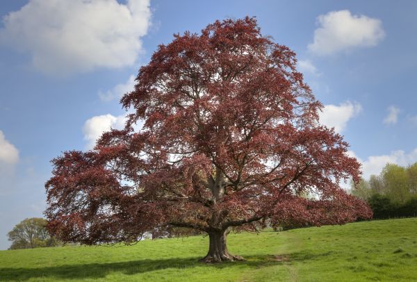 Beech Tree Pruning in Des Moines