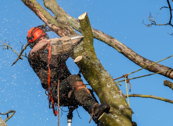 Tree Trimming Service in Des Moines