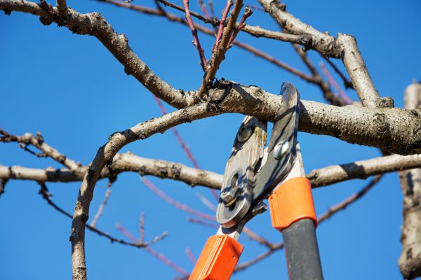 Tree Pruning in Des Moines