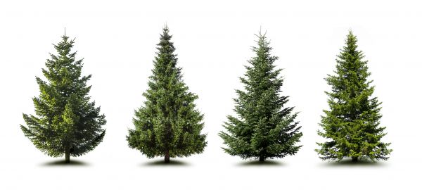 Cost of Pine Tree Trimming in Des Moines