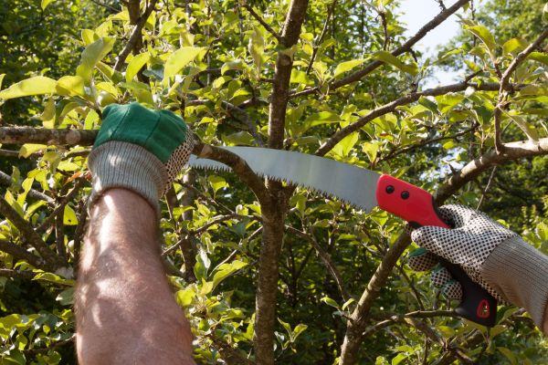 Apple Tree Trimming in Des Moines